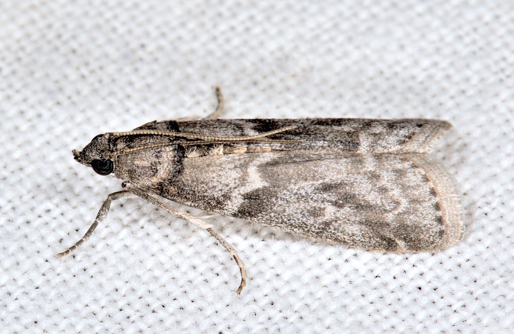 Pyralidae Phycitinae - Apomyelois ceratoniae